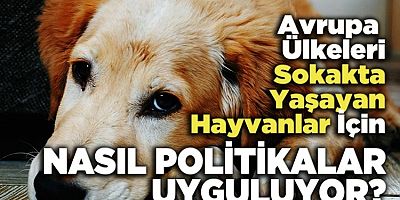 Avrupa sokak hayvanları için nasıl önlemler alıyor?