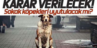 Sokak hayvanları uyutulacak mı? Yasa taslağı Erdoğan'a geldi!