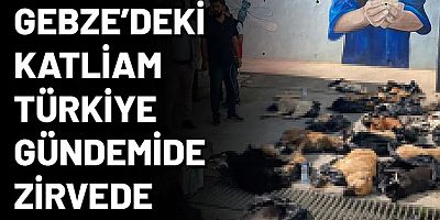 Türkiye'yi ayağa kaldıran Gebze'deki hayvan katliamında yeni açıklamalar!