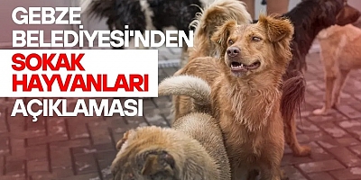 Türkiye'yi ayağa kaldırdı! Gebze'deki hayvanlarla ilgili açıklama geldi!